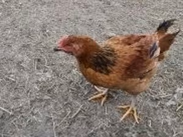 Chickens