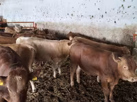 Toro, Simmental cattle — foto 3