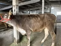 Сиыр, Swiss cattle — 2-сурет