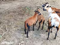 Ram, Cameroon sheep — photo 4