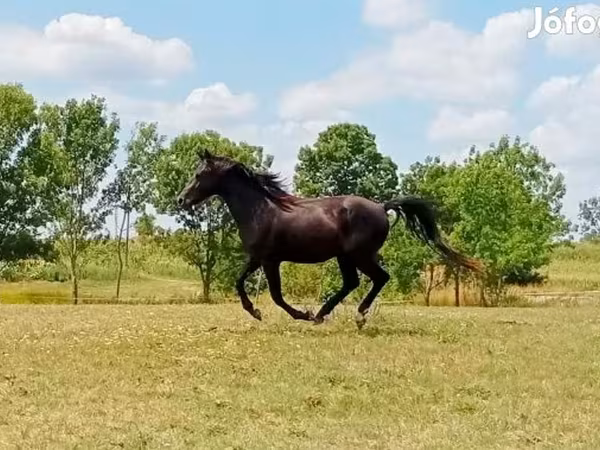 Horse (M), American paint horse