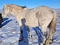 Horse (M), Alter Real — photo 8