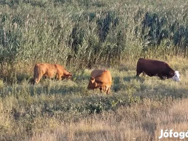 بقرة, Simmental cattle