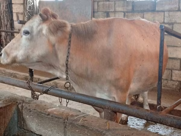 Tehén, Simmental cattle