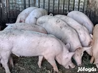 公猪, Pigs — 照片 2