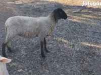 Juh, Tsigai sheep — 3. fotó