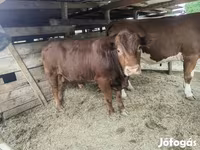 Bika, Limousin tehén — 5. fotó