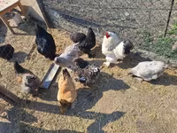 Chickens — foto 5