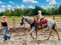 Mare, Quarter Horse — photo 6
