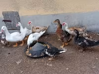 Ducks — foto 1
