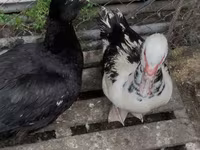 Ducks — Foto 4