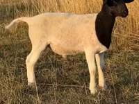 كبش, Dorper sheep — الصورة 3