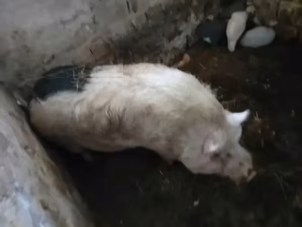 Eber, Schweine — Ungarn