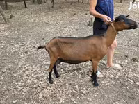 Nőstény kecske, Alpine goat — 2. fotó