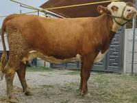 母牛, Simmental cattle — 照片 7