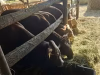 公牛, Limousin cow — 照片 1