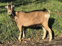 Nőstény kecske, Alpine goat — 7. fotó