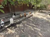 Chickens — photo 2