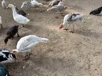 Turkeys — 2-сурет