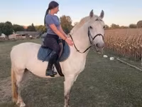 公马, Hungarian horse breed — 照片 4