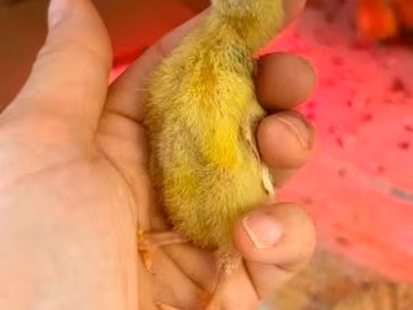 Quails — Maďarsko