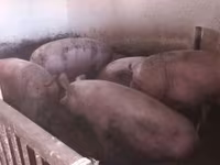 Pigs (batch, sex not specified), Крупная белая — photo 2