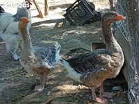 Geese — foto 2