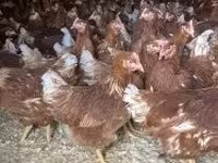 Chickens — फ़ोटो 3