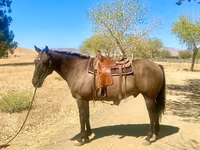 Hing, Quarter Horse — 3. fotó