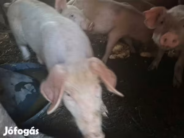 母猪, Pigs