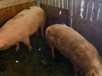 Säue, Schweine — Foto 3