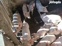 Pigs (batch, sex not specified), Pigs — photo 2
