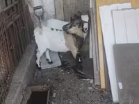 Kozel, Dutch Landrace goats — foto 4