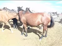 Yegua, Kazakh horse — foto 3