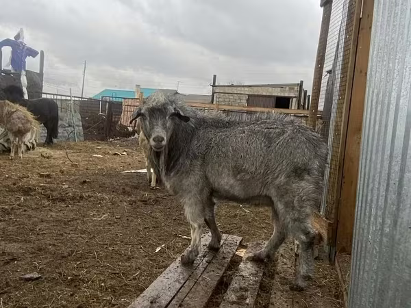 Козёл, Альпийская коза