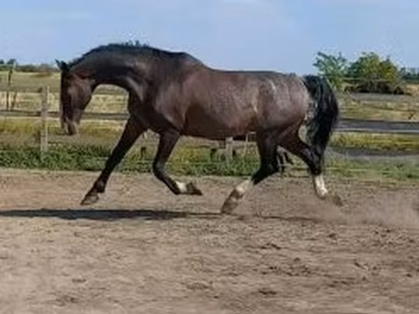 公马, Dutch warmblood horse