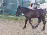 घोड़ी, Hungarian horse breed — फ़ोटो 2