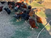 Chickens — 2. fotó