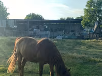 Hing, Lovak — 3. fotó