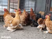 بيكين بانتام — الصورة 2