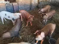 公猪, Pigs — 照片 2