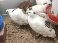 Quails — foto 2