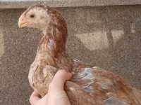 Chickens — الصورة 4