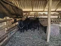 भेड़, Racka sheep — फ़ोटो 2
