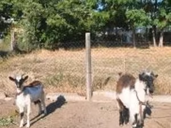 Kecskék (tétel, nem megadva), Kecskék — Magyarország