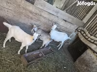 Cabra, Cabras — foto 1