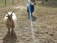 Ram, Racka sheep — photo 4