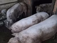 Säue, Schweine — Foto 3