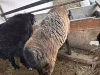 Juh, Blackheaded Persian sheep — 4. fotó