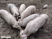 Pigs (batch, sex not specified), Pigs — photo 1